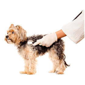 Nexgard online and interceptor